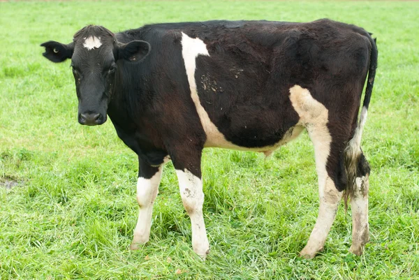 Een holstein-friesian kalf — Stockfoto