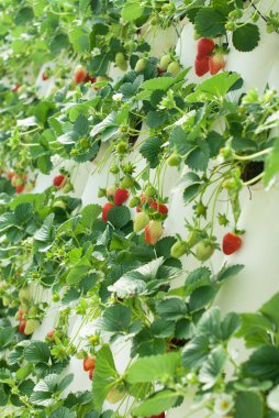 hydroponically çilek üzüm yetiştirilen