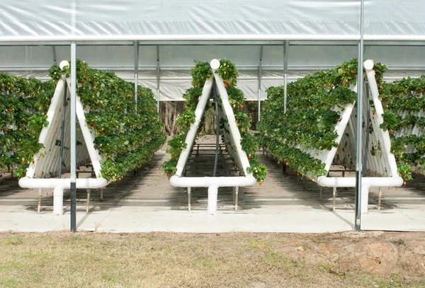 Vignes à fraises à croissance hydroponique — Photo