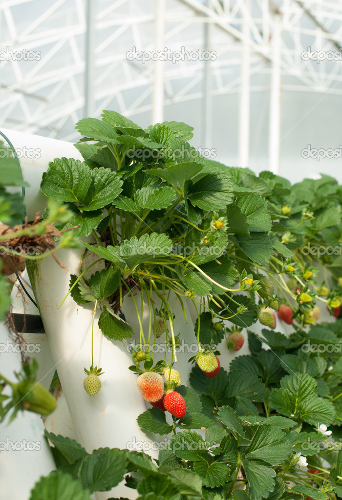 depositphotos_32785769 stock photo hydroponically grown strawberry vines