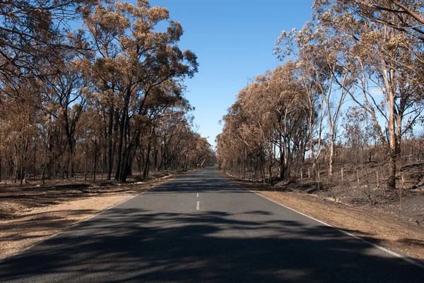 Depois do incêndio no mato. — Fotografia de Stock