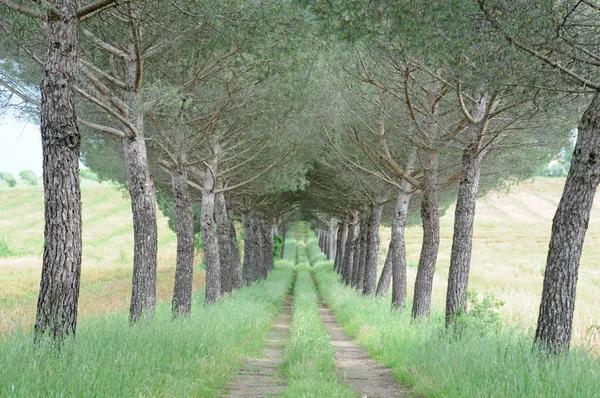 Country road — Stock Photo, Image