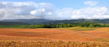 Girit senesi, Toskana