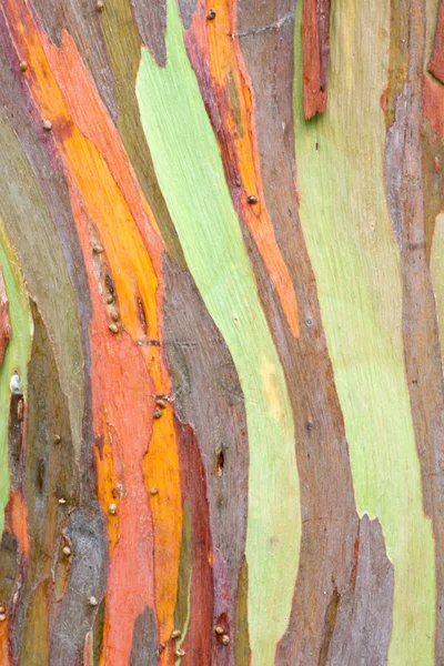 Colorful Tree Bark — Stock Photo, Image