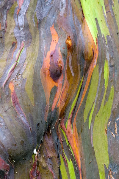 Colorful Tree Bark — Stock Photo, Image