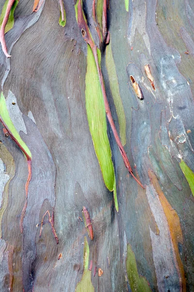 renkli ağaç kabuğu