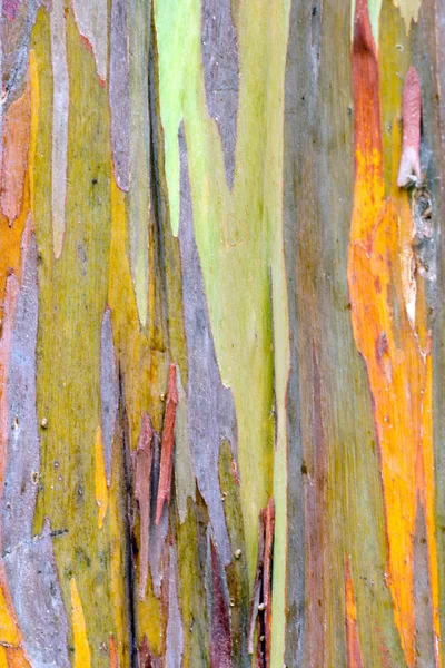 renkli ağaç kabuğu