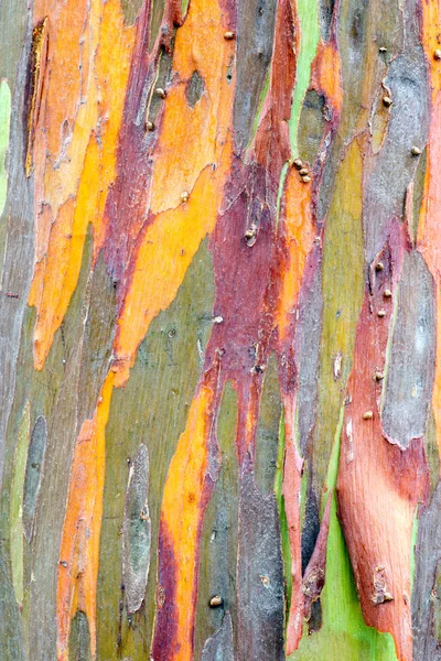 renkli ağaç kabuğu