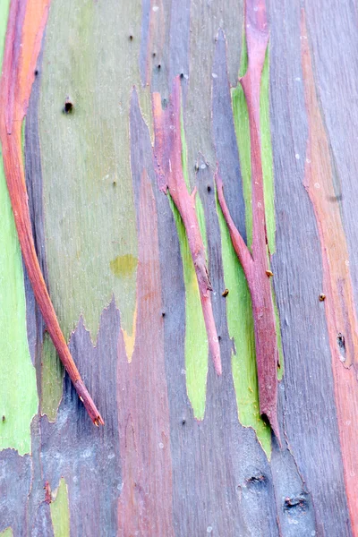 Colorful Tree Bark — Stock Photo, Image
