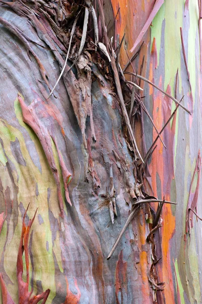 renkli ağaç kabuğu