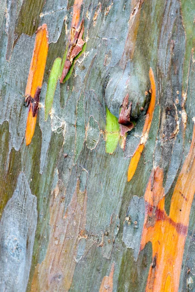 Bunte Baumrinde — Stockfoto