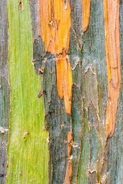 renkli ağaç kabuğu