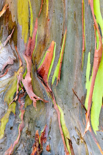 renkli ağaç kabuğu