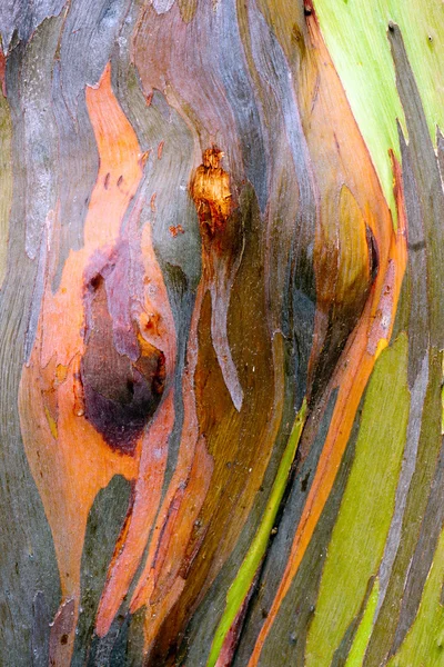 renkli ağaç kabuğu