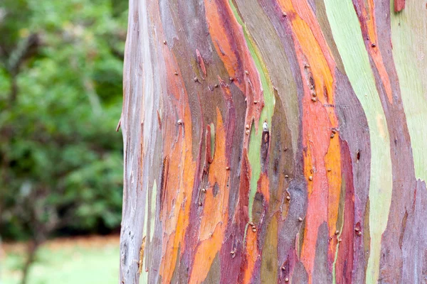 Colorful Tree Bark — Stock Photo, Image