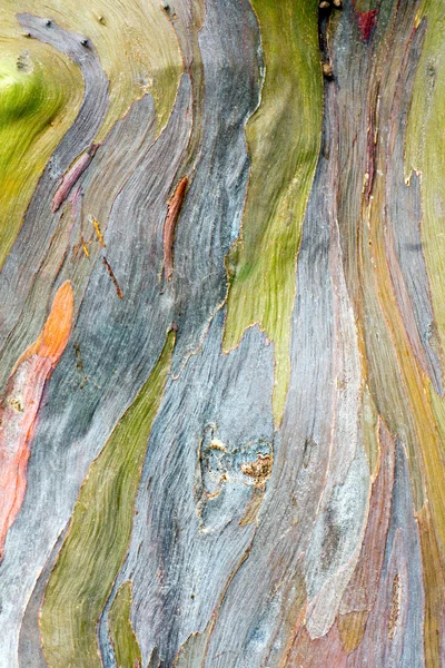 renkli ağaç kabuğu