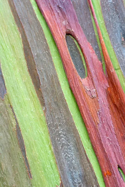 Colorful Tree Bark — Stock Photo, Image