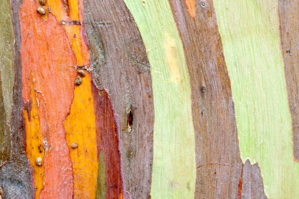 Casca de árvore colorida — Fotografia de Stock