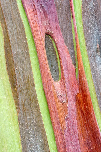 renkli ağaç kabuğu