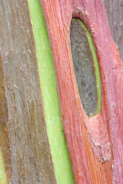 renkli ağaç kabuğu