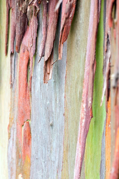 Kolorowe kory — Zdjęcie stockowe