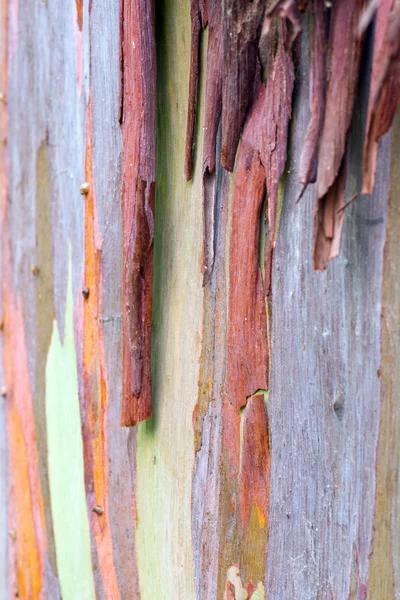 renkli ağaç kabuğu