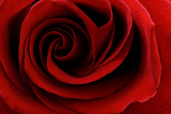 Red rose background — Stock Photo, Image