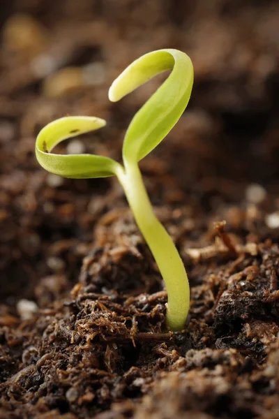 小さな植物 — ストック写真