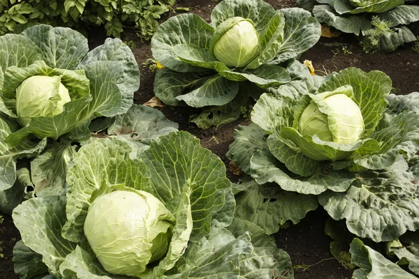 Green cabbage — Stock Photo, Image