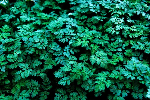 Zielone ściany roślinności — Zdjęcie stockowe