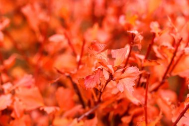 Sonbahar Yaprakları