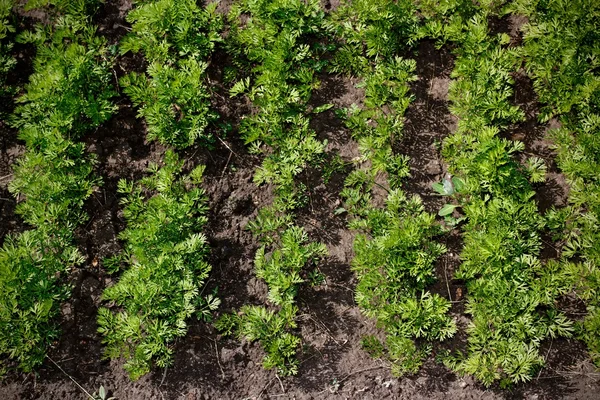 Fresh parsley — Stock Photo, Image