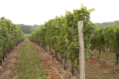 Üzüm bağı