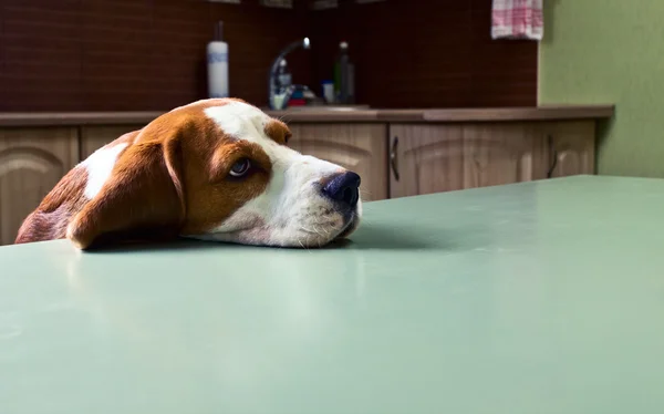 Hunden i kök — Stockfoto