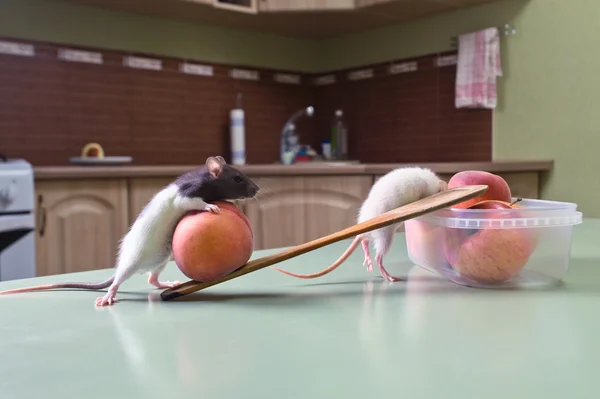 Ladrones de cocina . — Foto de Stock