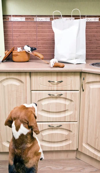 Keuken pilferers — Stockfoto