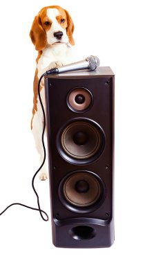 şarkı söyleyen köpek