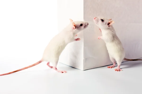 Patkányok és fehér táska — Stock Fotó
