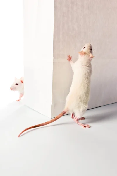Patkányok és fehér táska — Stock Fotó