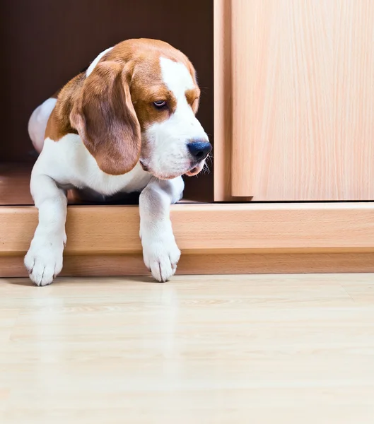 Cão desaparecido — Fotografia de Stock