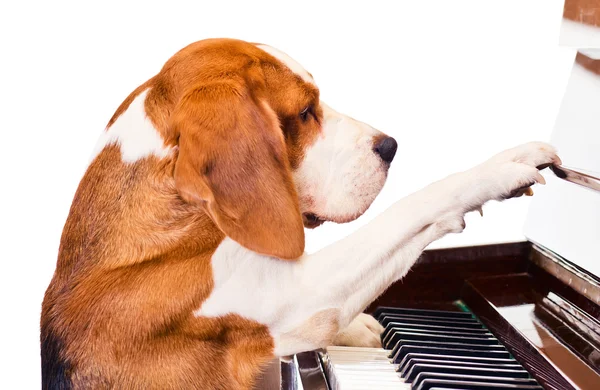 Hond spelen de piano — Stockfoto