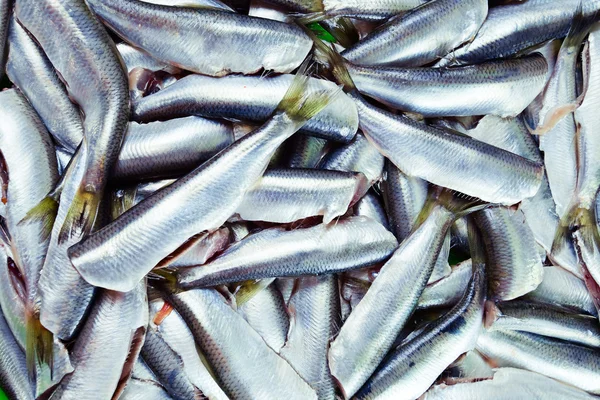 Fresh crude anchovies — Stock Image Fresh crude anchovies Stock Photo
