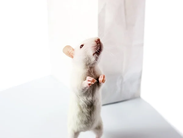 Witte rat — Stockfoto