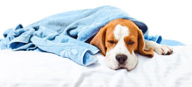 çok hasta bir köpek