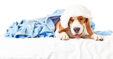 çok hasta bir köpek