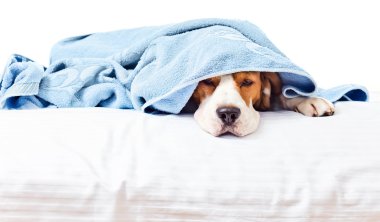 çok hasta bir köpek