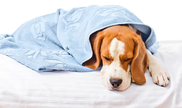 çok hasta bir köpek