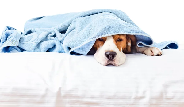 Muito cão doente — Fotografia de Stock