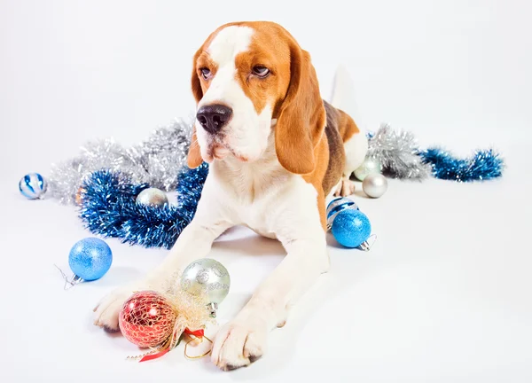Hund und Weihnachtsschmuck — Stockfoto