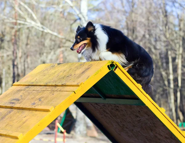 Border Collie — Stock Photo, Image